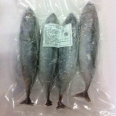 resources of Frozen Baby Tuna exporters