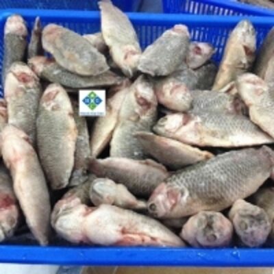 resources of Frozen Climbing Perch (Koi) Fish exporters
