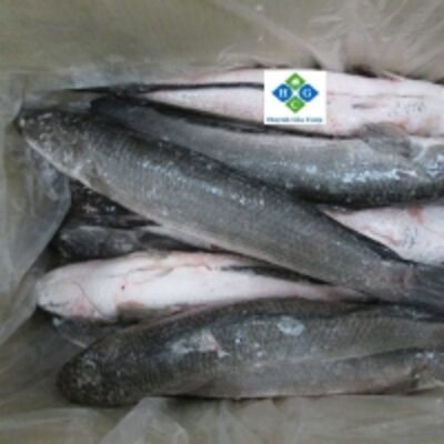 resources of Frozen Snakehead (Shoal) Fish exporters