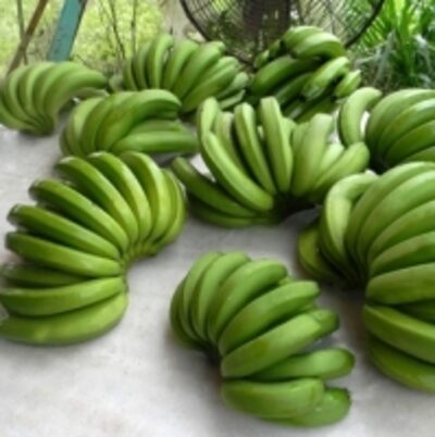 resources of Green Cavendish Banana exporters