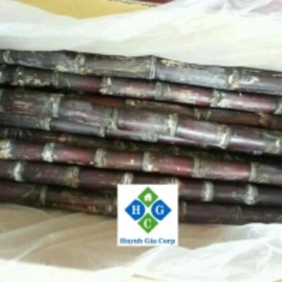 resources of Fresh Raw Sugarcane exporters