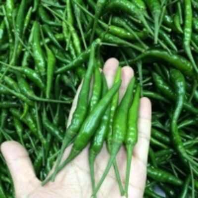 resources of Fresh Green Chili exporters