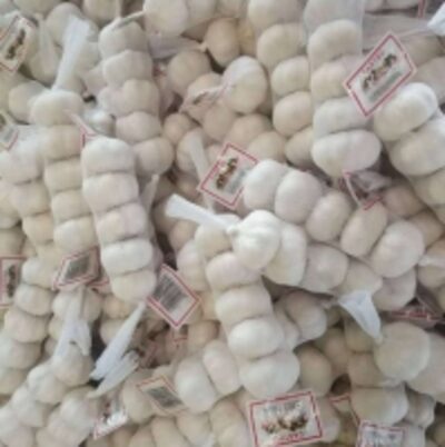 resources of Fresh Garlic exporters