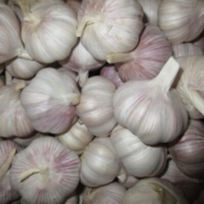 resources of Fresh Pure White And Normal White Garlic exporters