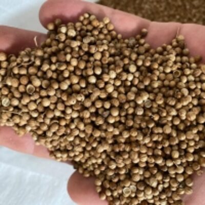 Whole Coriander Seeds Exporters, Wholesaler & Manufacturer | Globaltradeplaza.com