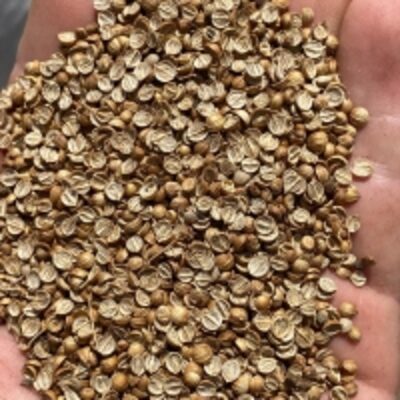 Split Coriander Seeds Exporters, Wholesaler & Manufacturer | Globaltradeplaza.com