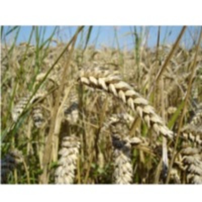 Wheat Exporters, Wholesaler & Manufacturer | Globaltradeplaza.com