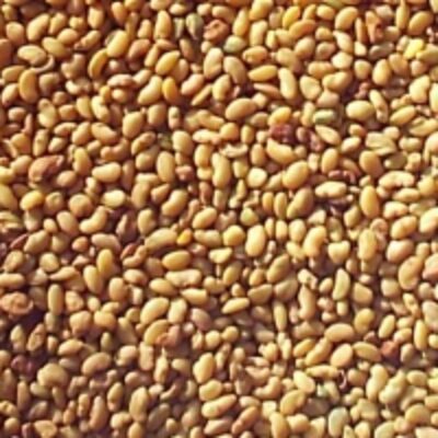 resources of Alfalfa Seed exporters