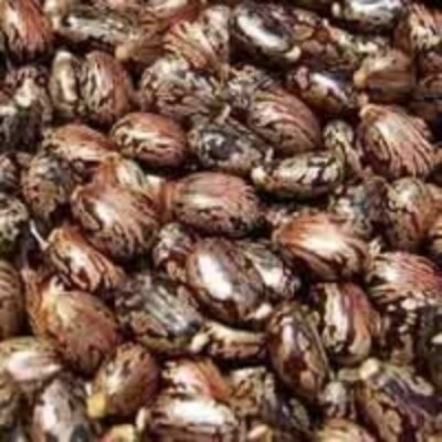 resources of Castor Seeds exporters