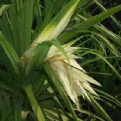 resources of Pandanus Odoratissimus Flower exporters