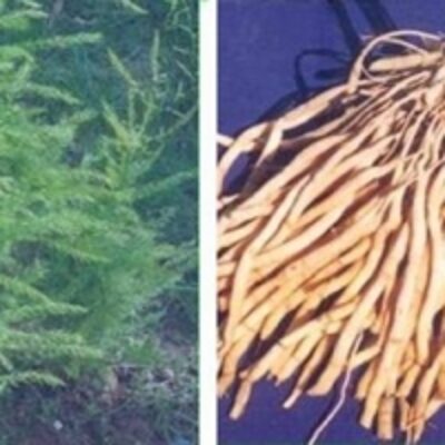 resources of Asparagus Racemosus Root exporters