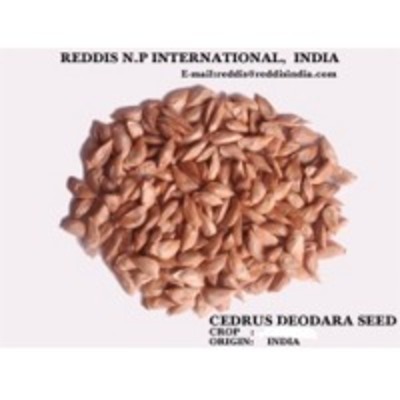 resources of Cedrus Deodara Seed exporters