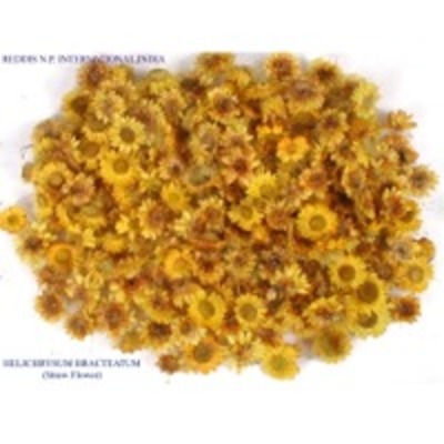 resources of Helichrysum Bracteatum exporters