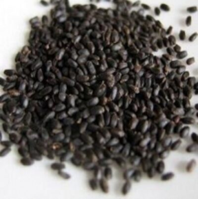 resources of Basil Seed exporters
