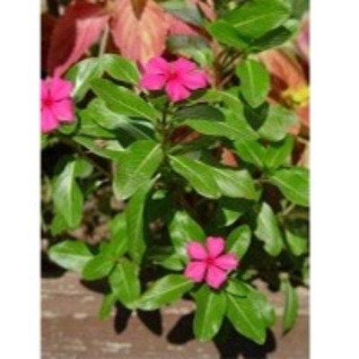 resources of Catharanthus Roseus exporters