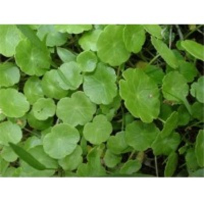 resources of Hydrocotyle Asiatica exporters