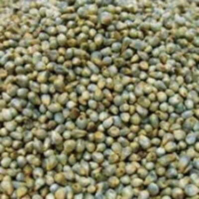 resources of Millet (Bajra) exporters
