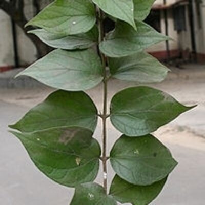 resources of Nyctanthes Arbortristis Leaves exporters