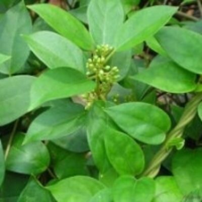 resources of Gymenema Sylvestre Leaves exporters