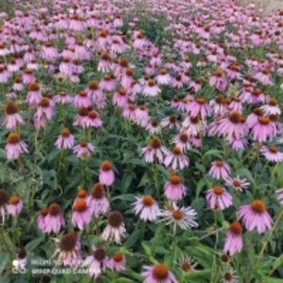 resources of Echinacea Dry Plant exporters