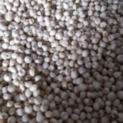 resources of White Sorghum exporters