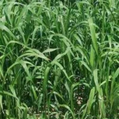 resources of Sorghum -Sudan Grass Seed exporters