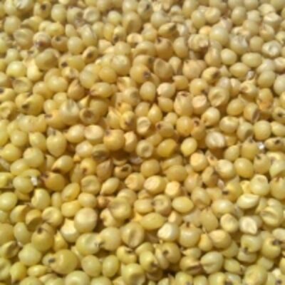 resources of Yellow Sorghum exporters