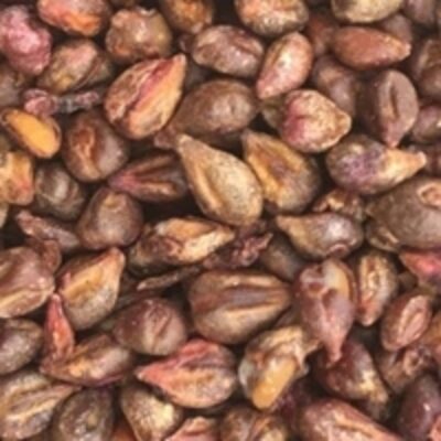 resources of Grapes Seeds exporters