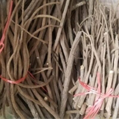 resources of Dried Burdock Root Arctium Lappa exporters