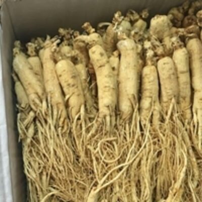 resources of Dried Ginseng Root  Panax Ginseng Root exporters