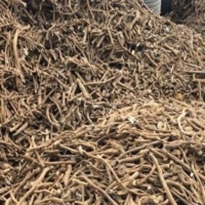 resources of Dried Burdock Root exporters