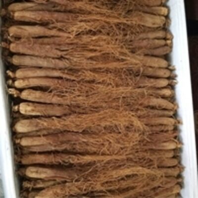 resources of Chinese Red Ginseng Root exporters