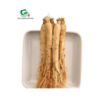 resources of Ginseng Root exporters