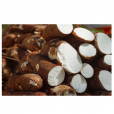 resources of Tapioca / Cassava exporters