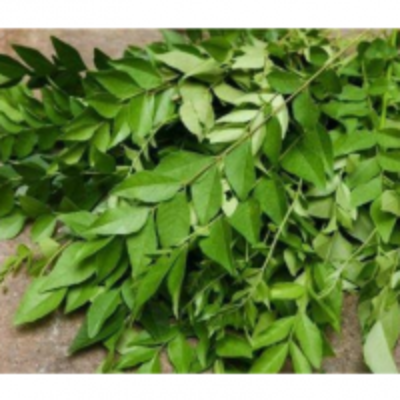 resources of Curry Leaves (Fresh &amp; Dehydrated) exporters