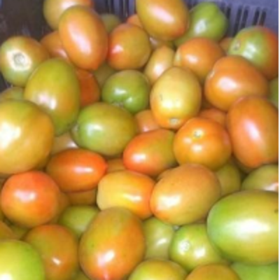 resources of Tomato exporters