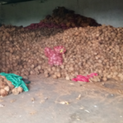 resources of Semi Husked Coconut exporters