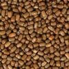 Moat Beans (Matki) Exporters, Wholesaler & Manufacturer | Globaltradeplaza.com