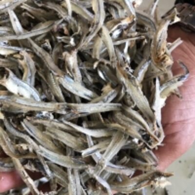 Boiled And S Undried Anchovies Exporters, Wholesaler & Manufacturer | Globaltradeplaza.com
