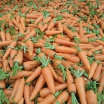 Fresh Carrot Exporters, Wholesaler & Manufacturer | Globaltradeplaza.com