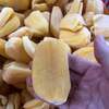 Fresh-Frozen Jackfruit/ready To Export Exporters, Wholesaler & Manufacturer | Globaltradeplaza.com