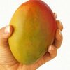 Fresh Mango Exporters, Wholesaler & Manufacturer | Globaltradeplaza.com