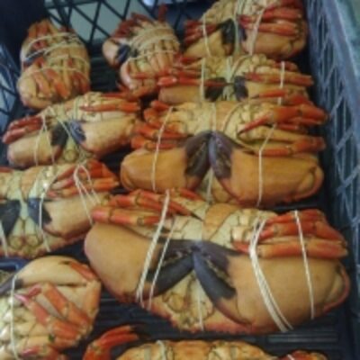 resources of Stone Crab exporters