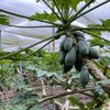 Fresh Papaya Exporters, Wholesaler & Manufacturer | Globaltradeplaza.com