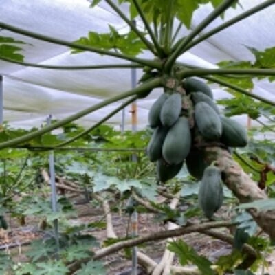 resources of Fresh Papaya exporters