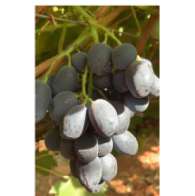 resources of Table Grapes exporters