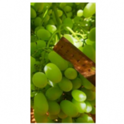 resources of Pristine Seedless exporters
