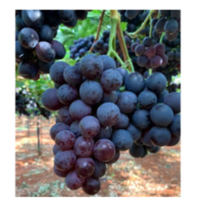 resources of Table Grapes exporters
