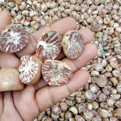 resources of Dried Betel Nut exporters