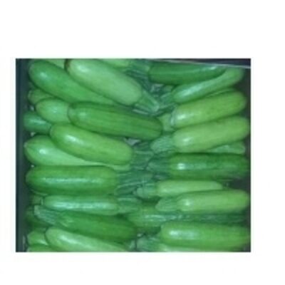 resources of Fresh Cucumber exporters